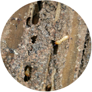 Termite Nest
