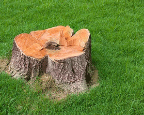 Tree Stumps - A common nesting site for termite colonies